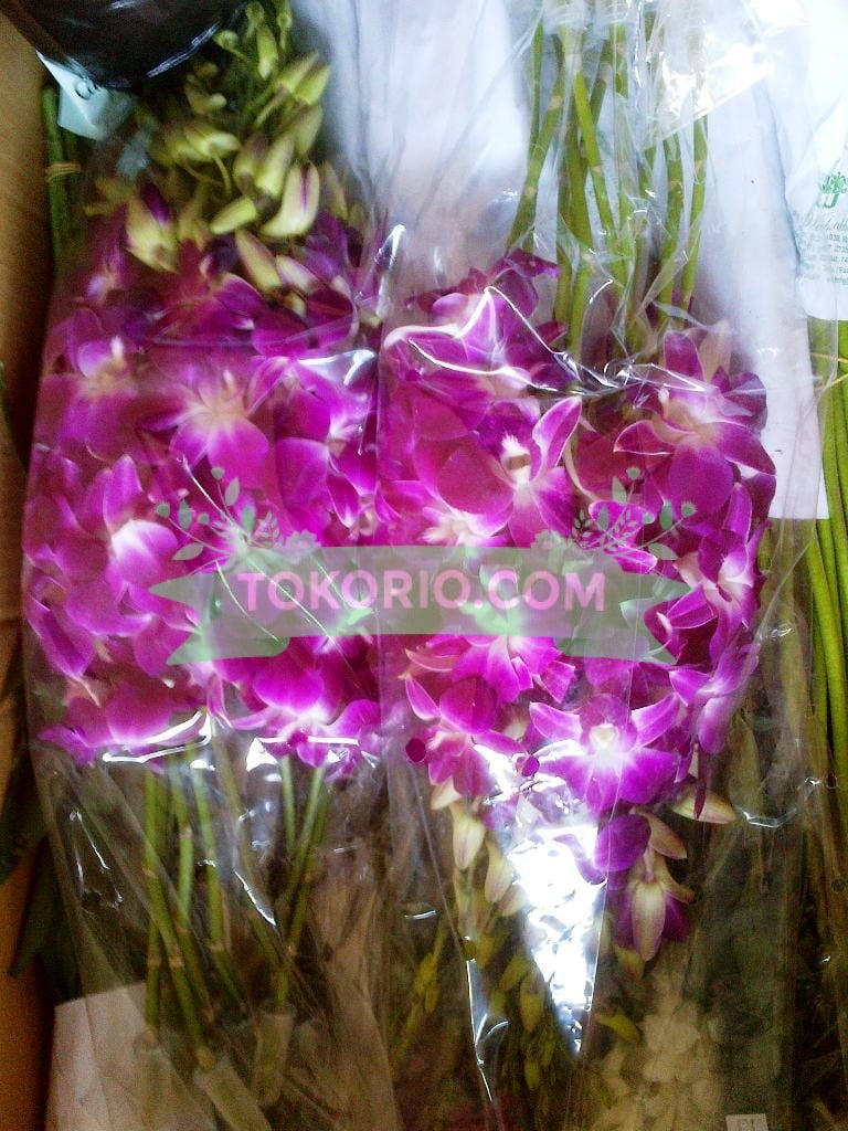  Bunga  Anggrek TokoRio com