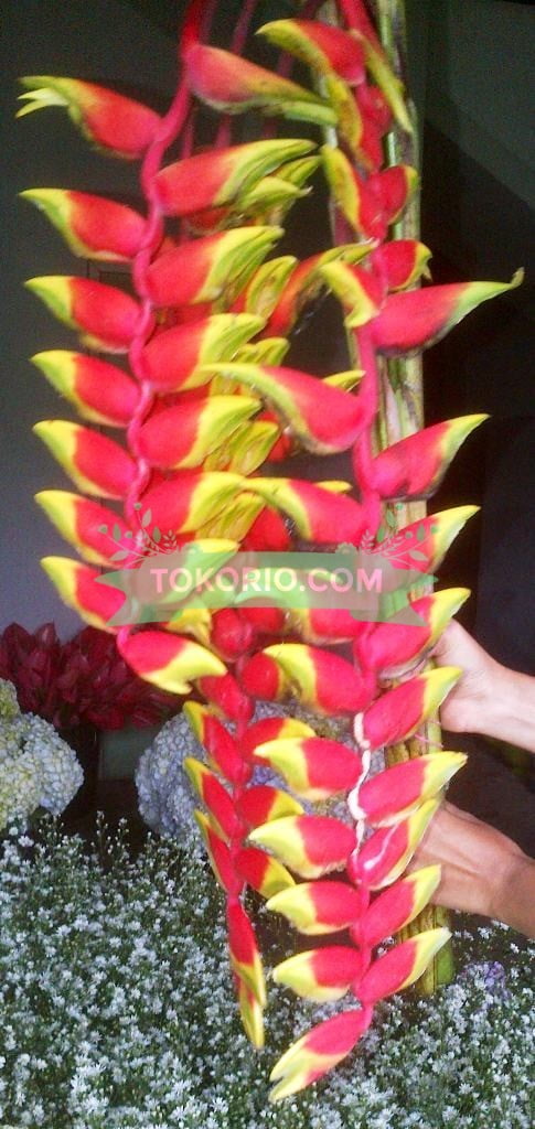 Bunga Pisang Pisangan - TokoRio.com